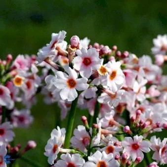 Japansk Primula